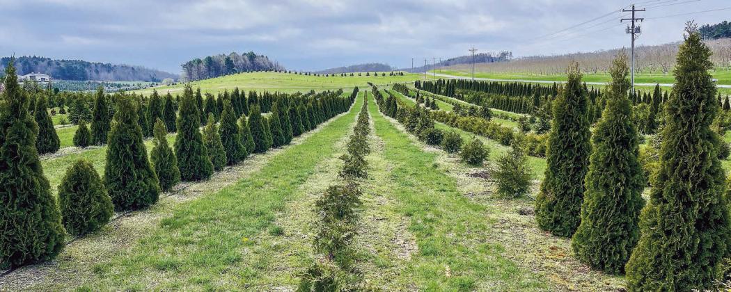 Peninsula Perennials Nursery carries field grown Arborvitae, pictured here, in a variety of sizes. The business also has a unique selection of conifers from dwarf spruce, native Michigan evergreens, and large Green Giants. Enterprise photo by Meakalia Previch-Liu