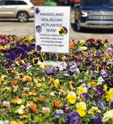 Pansies are among the first flowers of the spring and are more cold-hearty than other plants.
