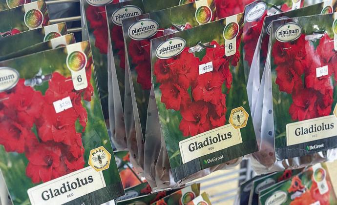 Gladiolus bulbs are planted in the spring and matures, flowering in the summer. Enterprise photos by Amy Hubbell