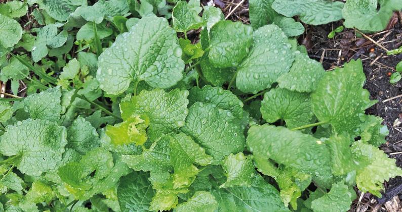 It’s best to dispose of the invasive garlic mustard before it goes to seed. Enterprise file photo
