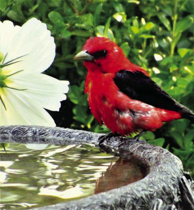 Bob Jones of Glen Arbor recently spied this Scarlet Tanager as his bird bath. Jones says it is a rare species to see. Courtesy photo