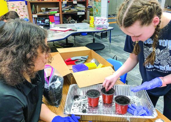 Eighth graders Alayah Jones, at left, and Elsie Purdy Teahen, at right, are pictured planting seeds in three different mediums: regolith (mock moon soil), a half and half regolith and “earth (Michigan) dirt” mix, and just earth dirt, for the mission objective: gardening on the moon. Photo courtesy of Karen Trolenberg