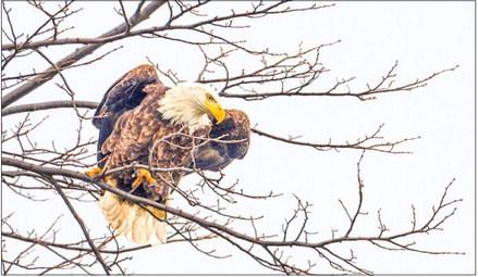 The bald eagle population in Leelanau County continues to grow, and along with other raptors make for exciting bird watching in the fall. Photo courtesy of Sheen Watkins