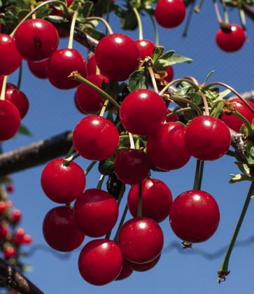 Tart cherries. Stock photo