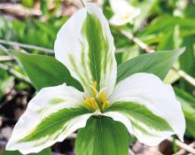 Leelanau’s forest floor is carpeted with trillium. Photo courtesy of Mike Haynes