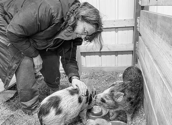 Linda Oosse rescues dozens of animals, with many of them being miniature breeds like the spotted Juliana pigs pictured here. Photo courtesy of Jared Oosse