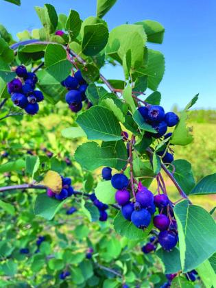 Saskatoon berries resemble blueberries but taste more like apples. Photo courtesy of Madeline Houdek