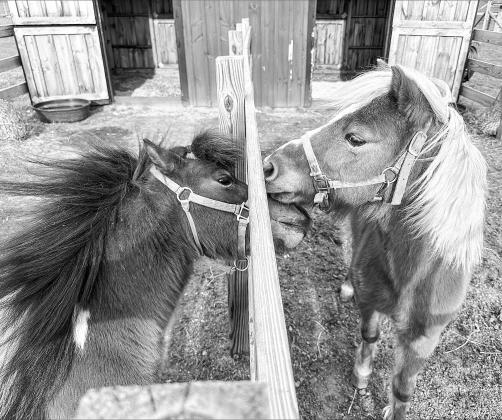 Empire Pony Pal’s welcomed home their first two mini horses, Napolean (at left) and Alex (at right), in April. Both mini’s are rescues from Abraham Ranch in Clarkston, and will head up the herd of minis for future programs that will teach youth about horsemanship in a non-riding capacity. Photo courtesy of Gretchen Knoblock
