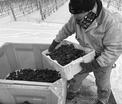 Brian Krombeen, who does grounds work for French Valley Vineyard, dumps out frozen grape clusters into larger bins to transport and then be pressed. When the frozen grapes are pressed, only a small amount of concentrated juice is extracted and then fermented to make the specialized ice wine product.