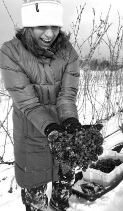 Sarah Peschel, Bel Lago’s director of marketing, takes a moment to show a cluster of frozen riesling grapes just picked off the vine. Vineyard Manager Tomas Moreno said a normal cluster yields about 20 ounces of concentrate, while an ice wine cluster only holds about 10 ounces. Enterprise photos by Meakalia Previch-Liu