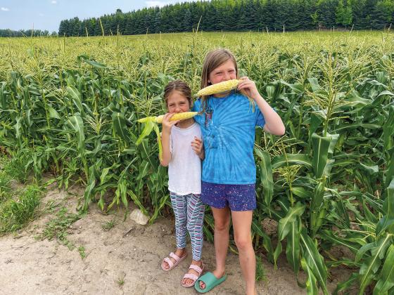 Sisters Sienna and Sasha Kelenske, from left, enjoy the first picking of corn from Sugarview Farms. Courtesy photo