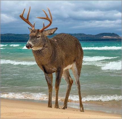 A surreal photo of a wounded buck resting on Good Harbor beach led to the deer being recovered by a hunter. Photo courtesy of James Weston Schaberg