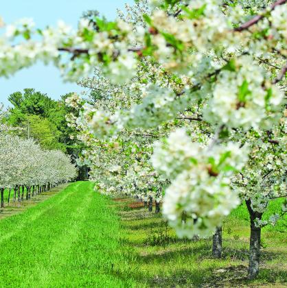 A Suttons Bay cherry orchard shines in full bloom last year. Cherry Blossom season has officially begun in Leelanau County. Enterprise photo by Brian Freiberger